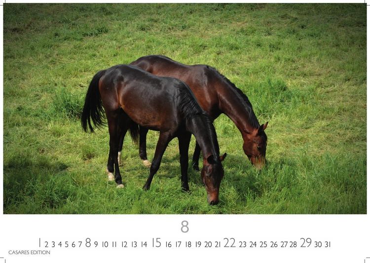 Produktbild: Pferde Kalender 2027 &ndash; Wandkalender | Fotokalender Tierkalender 24x35cm mit 12 wundersch&ouml;nen Fotos dieser edlen Tiere