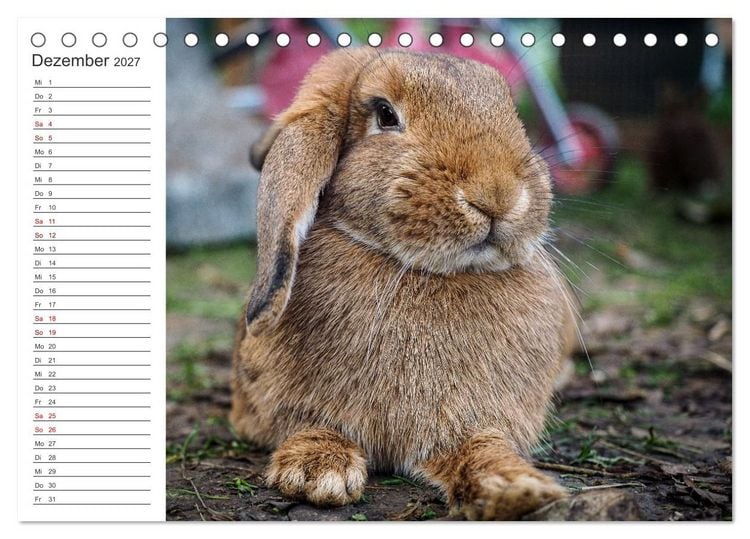Produktbild: Eine gl&uuml;ckliche Kaninchenfamilie (Tischkalender 2027 DIN A5 quer), CALVENDO Monatskalender
