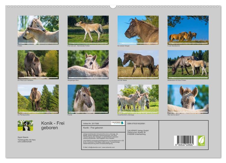 Produktbild: Konik - Frei geboren (hochwertiger Premium Wandkalender 2026 DIN A2 quer), Kunstdruck in Hochglanz