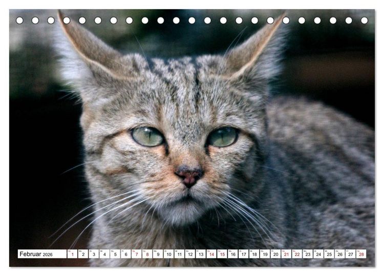 Produktbild: Wildkatzen - Die lautlosen J&auml;ger des Waldes (Tischkalender 2026 DIN A5 quer), CALVENDO Monatskalender
