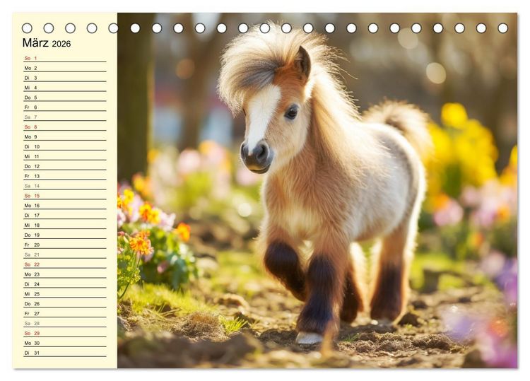 Produktbild: Kleine Pferde. Mini-Ponys zum verlieben (Tischkalender 2026 DIN A5 quer), CALVENDO Monatskalender
