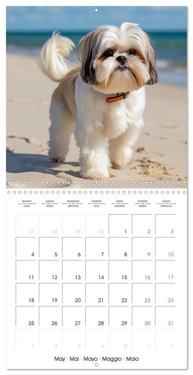Produktbild: Portraits de petits chiens (Calendrier mural carr&eacute; 2026 30x30 cm) Calendrier double avec une page pour vos prises de notes