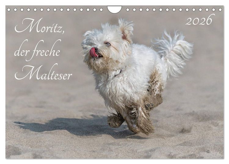 Produktbild: Moritz, der freche Malteser (Wandkalender 2026 DIN A4 quer), CALVENDO Monatskalender