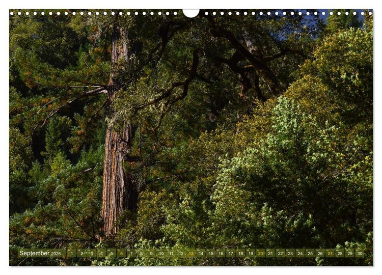 Produktbild: Spaziergang im Wald (Wandkalender 2026 DIN A3 quer), CALVENDO Monatskalender