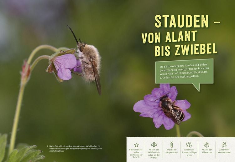Produktbild: Richtig gute Pflanzen f&uuml;r Insekten