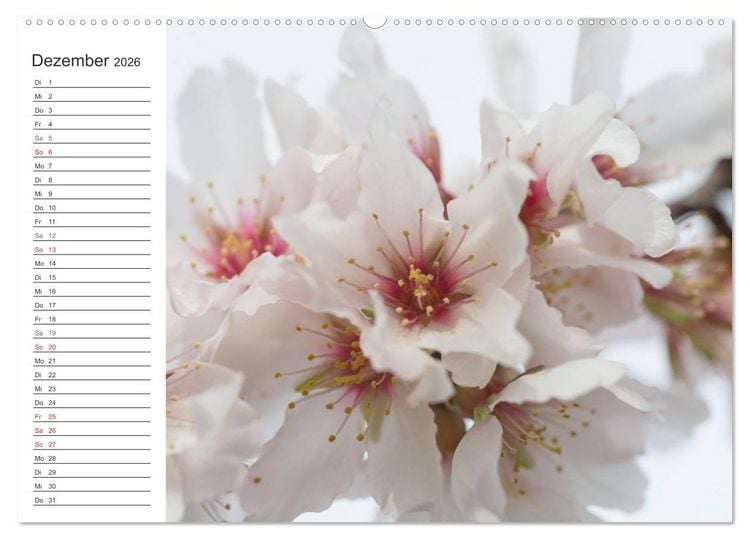 Produktbild: Emotionale Momente: Mandeln (Wandkalender 2026 DIN A2 quer), CALVENDO Monatskalender