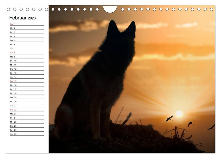 Produktbild: Deutsche Sch&auml;ferhunde - Senioren auf vier Pfoten (Wandkalender 2026 DIN A4 quer), CALVENDO Monatskalender