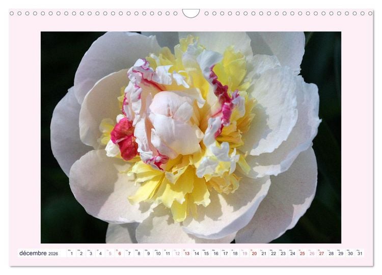 Produktbild: Pivoines - Roses sans &eacute;pines (Calendrier mural 2026 DIN A3 vertical), CALVENDO calendrier mensuel