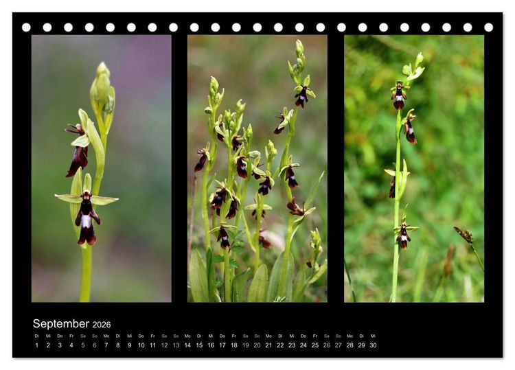 Produktbild: Heimische Orchideen im Dreierpack (Tischkalender 2026 DIN A5 quer), CALVENDO Monatskalender
