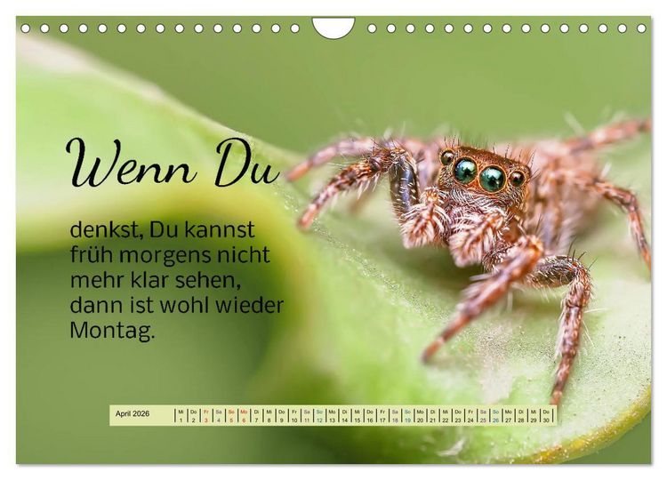 Produktbild: Der Spruchkalender - freiheraus und witzig (Wandkalender 2026 DIN A4 quer), CALVENDO Monatskalender