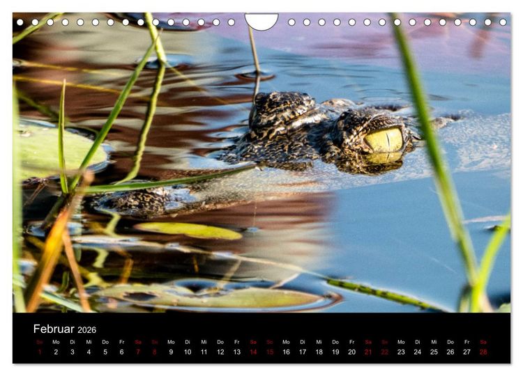Produktbild: Afrika - Faszination Tierwelt (Wandkalender 2026 DIN A4 quer), CALVENDO Monatskalender