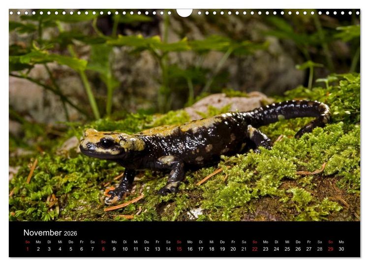 Produktbild: Salamander und Molche (Wandkalender 2026 DIN A3 quer), CALVENDO Monatskalender