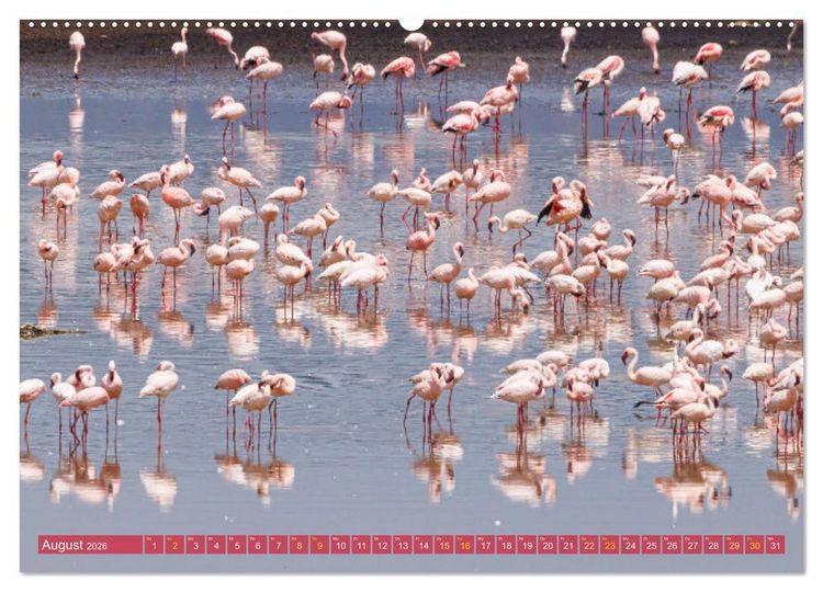 Produktbild: Flamingos am Lake Bogoria - Kenia (Wandkalender 2026 DIN A2 quer), CALVENDO Monatskalender