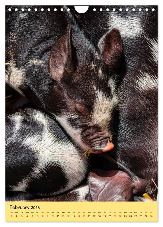 Produktbild: Just Pigs (Wall Calendar 2026 DIN A4 portrait), CALVENDO 12 Month Wall Calendar