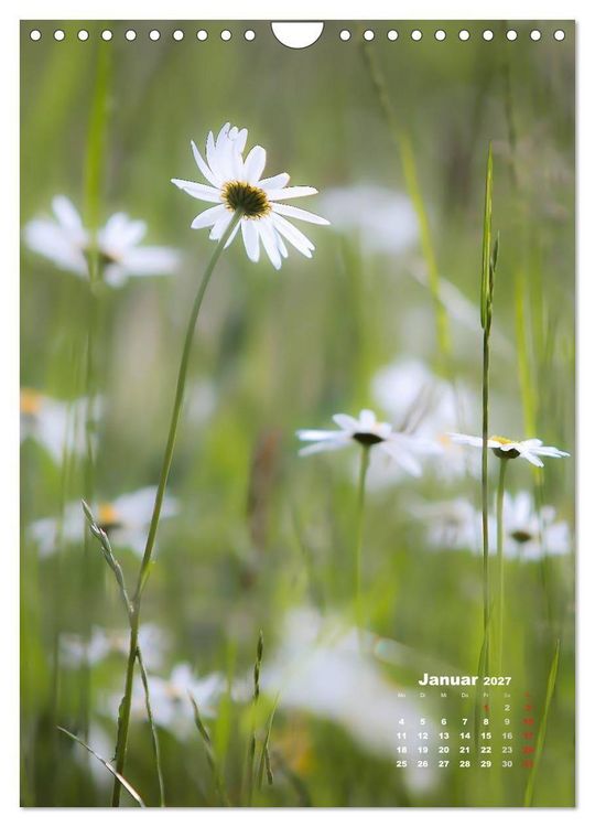 Produktbild: Ein Spaziergang &uuml;ber eine Sommerwiese (Wandkalender 2027 DIN A4 hoch), CALVENDO Monatskalender
