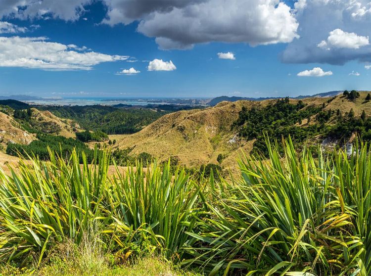 Produktbild: Coromandel Peninsula - Nordinsel Neuseeland (Puzzle)