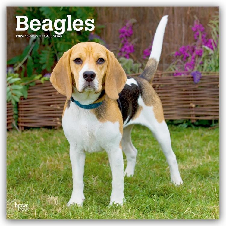 Produktbild: Beagles 2026 – 16-Monatskalender