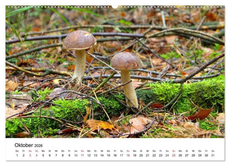 Produktbild: Heimische Pilze (Wandkalender 2026 DIN A2 quer), CALVENDO Monatskalender