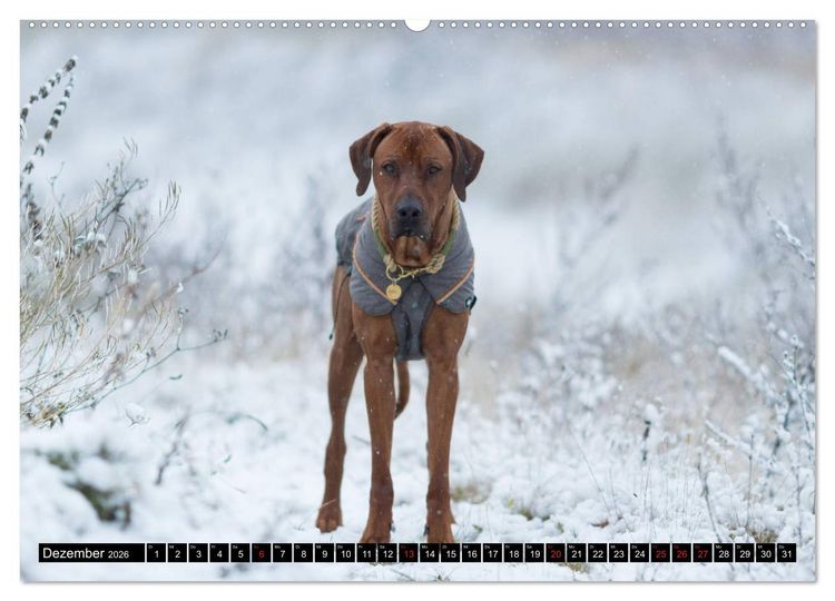 Produktbild: Ridgeback King (Wandkalender 2026 DIN A2 quer), CALVENDO Monatskalender