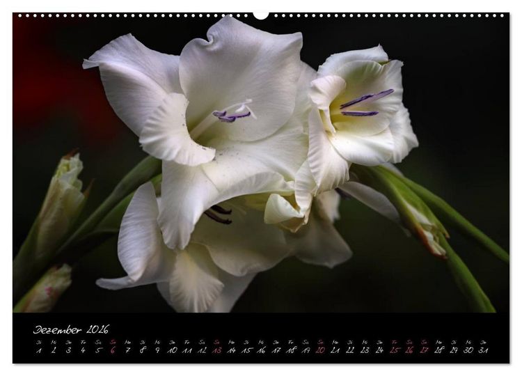 Produktbild: Soul-Jazz - Visuelle Musik der Blumen (Wandkalender 2026 DIN A2 quer), CALVENDO Monatskalender