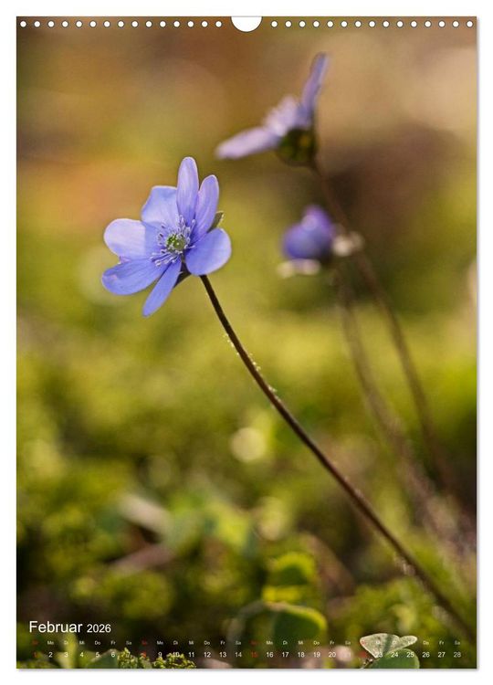 Produktbild: NATUR PUR Kleine Blumen am Wegesrand (Wandkalender 2026 DIN A3 hoch), CALVENDO Monatskalender