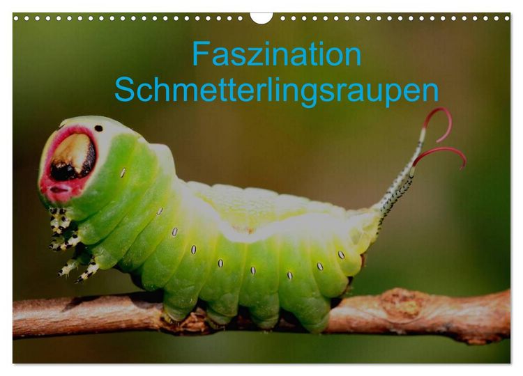 Produktbild: Faszination Schmetterlingsraupen (Wandkalender 2026 DIN A3 quer), CALVENDO Monatskalender