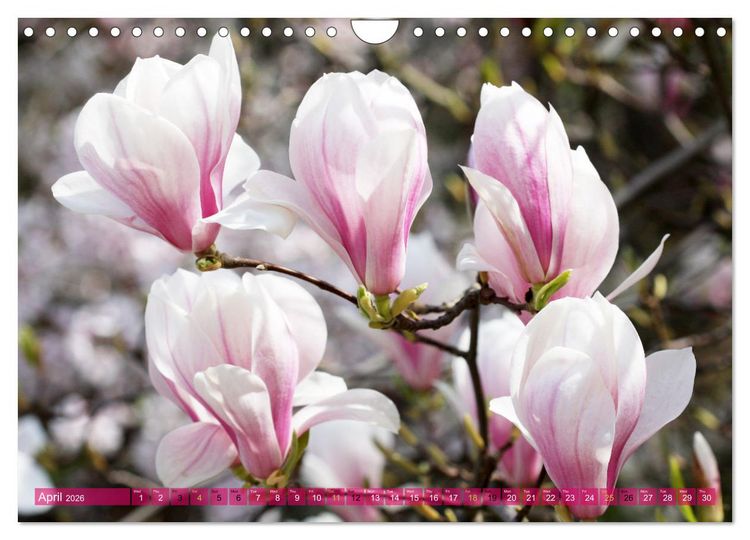 Produktbild: A Magnolia Dream (Wall Calendar 2026 DIN A4 landscape), CALVENDO 12 Month Wall Calendar