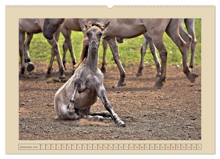 Produktbild: D&uuml;lmener Wildpferde im M&uuml;nsterland (Wandkalender 2026 DIN A2 quer), CALVENDO Monatskalender