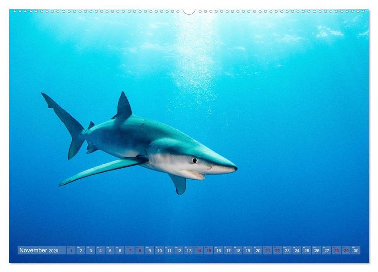 Produktbild: Tauchen, Fische und Meer (Wandkalender 2026 DIN A2 quer), CALVENDO Monatskalender