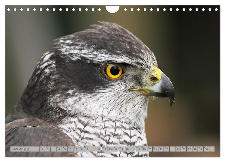 Produktbild: Habicht - aus dem Leben eines imposanten Greifvogels (Wandkalender 2026 DIN A4 quer), CALVENDO Monatskalender