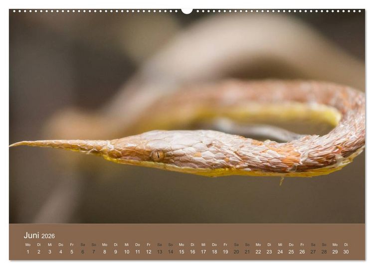 Produktbild: Madagaskars wundersame Tierwelt (hochwertiger Premium Wandkalender 2026 DIN A2 quer), Kunstdruck in Hochglanz