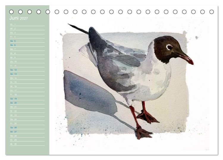 Produktbild: M&ouml;wen - Aquarelle von Julia Pasinski (Tischkalender 2027 DIN A5 quer), CALVENDO Monatskalender