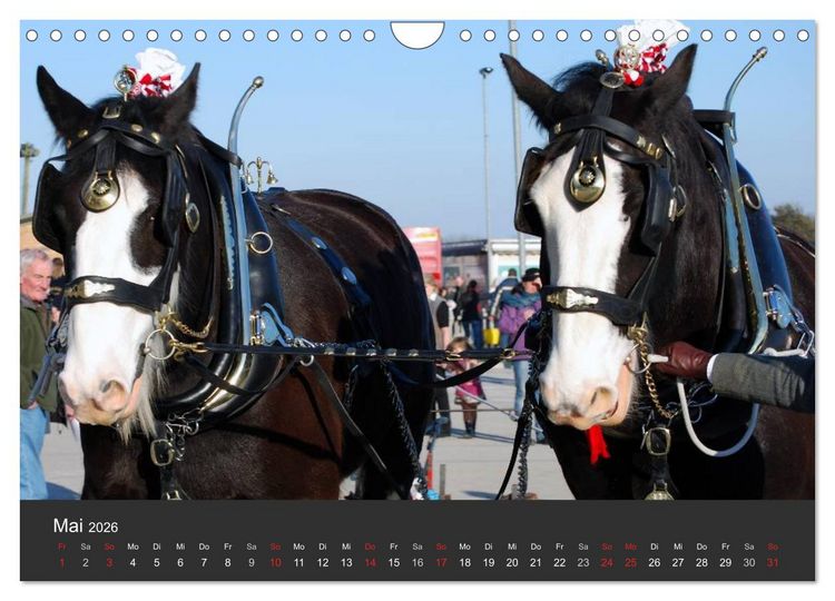 Produktbild: Shire Horse &bull; Prunkvolle Giganten (Wandkalender 2026 DIN A4 quer), CALVENDO Monatskalender