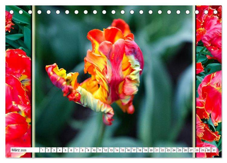 Produktbild: Tulpen - kunterbunte Collagen (Tischkalender 2026 DIN A5 quer), CALVENDO Monatskalender