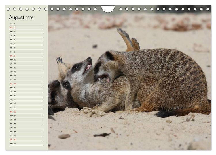 Produktbild: Erdm&auml;nnchen (Wandkalender 2026 DIN A4 quer), CALVENDO Monatskalender