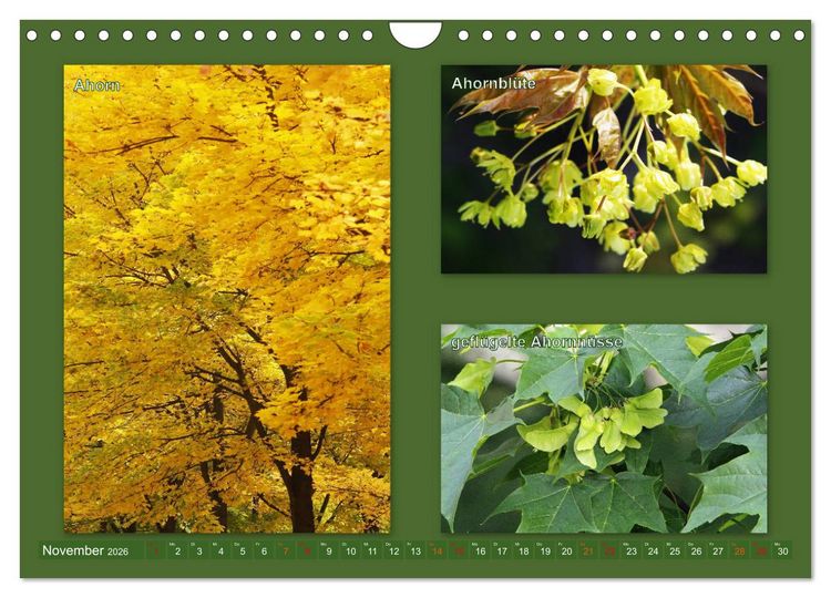 Produktbild: Faszinierende B&auml;ume (Wandkalender 2026 DIN A4 quer), CALVENDO Monatskalender