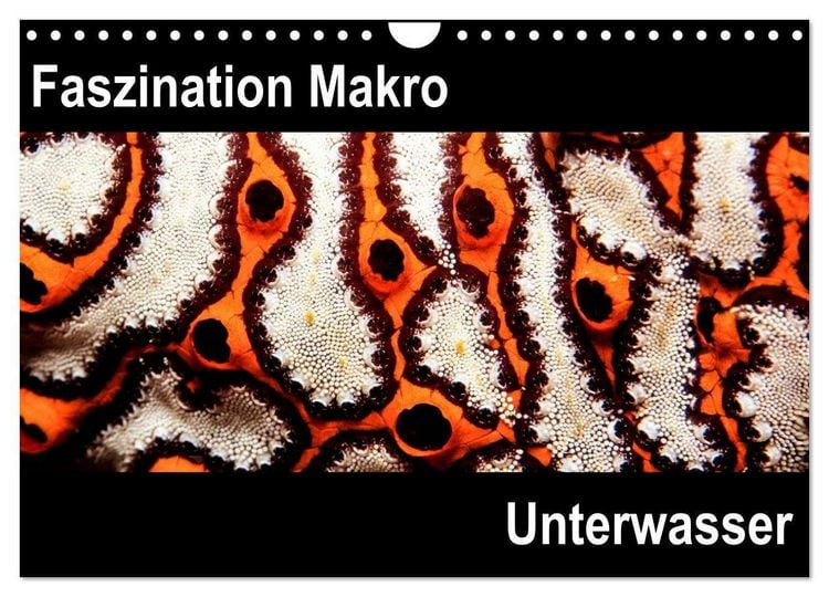 Produktbild: Faszination Makro Unterwasser (Wandkalender 2026 DIN A4 quer), CALVENDO Monatskalender