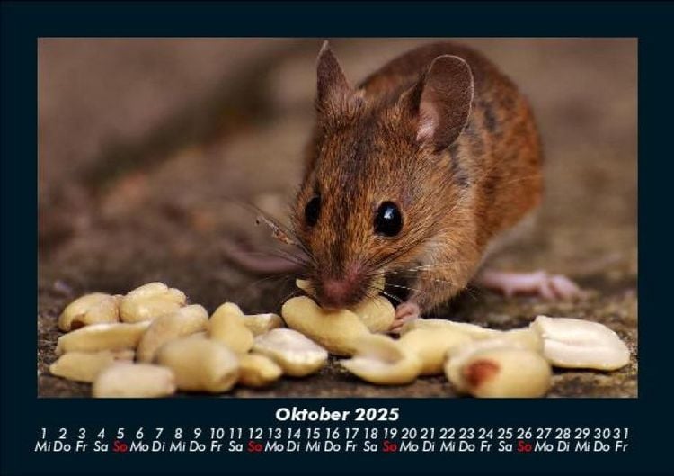 Produktbild: Haustierkalender 2025 Fotokalender DIN A5