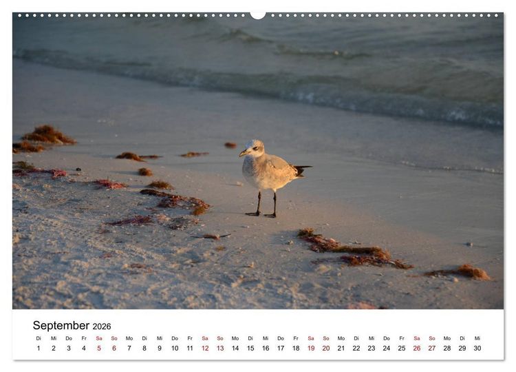 Produktbild: M&ouml;wen am Meer (hochwertiger Premium Wandkalender 2026 DIN A2 quer), Kunstdruck in Hochglanz
