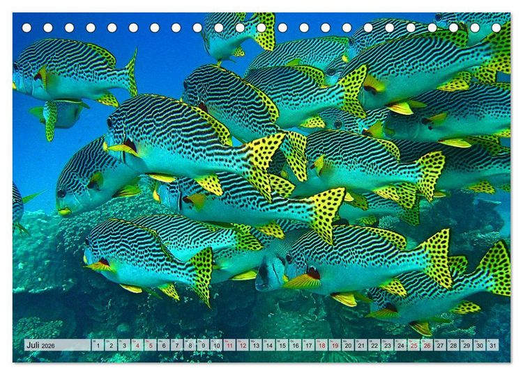 Produktbild: Abenteuer Riff - bunte Unterwasserwelt (Tischkalender 2026 DIN A5 quer), CALVENDO Monatskalender