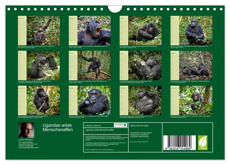 Produktbild: Ugandas wilde Menschenaffen (Wandkalender 2026 DIN A4 quer), CALVENDO Monatskalender