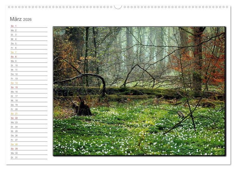 Produktbild: Der Neuenburger Urwald (Wandkalender 2026 DIN A2 quer), CALVENDO Monatskalender