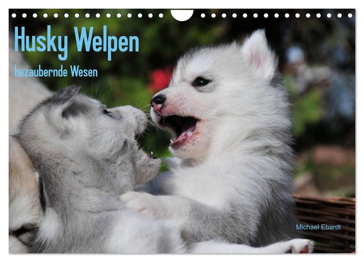 Produktbild: Husky Welpen (Wandkalender 2026 DIN A4 quer), CALVENDO Monatskalender