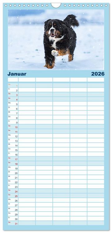 Produktbild: Familienplaner 2026 - Berner Sennenhunde - Faszinierende Herzensbrecher mit 5 Spalten (Wandkalender, 21 x 45 cm) CALVENDO