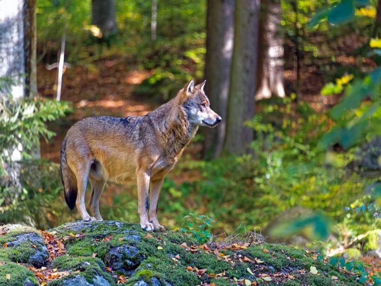 Produktbild: CALVENDO Puzzle Wolf im Tierfreigel&auml;nde | 1000 Teile Lege-Gr&ouml;&szlig;e 64x48cm Foto-Puzzle f&uuml;r gl&uuml;ckliche Stunden