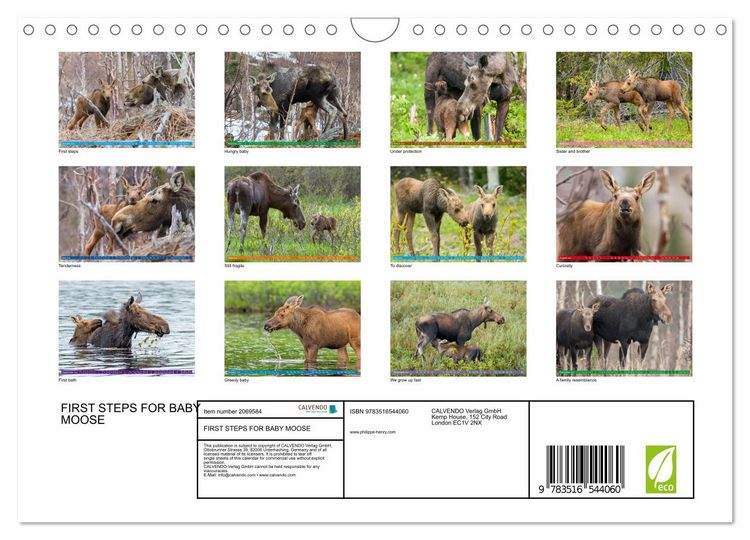 Produktbild: FIRST STEPS FOR BABY MOOSE (Wall Calendar 2026 DIN A4 landscape), CALVENDO 12 Month Wall Calendar