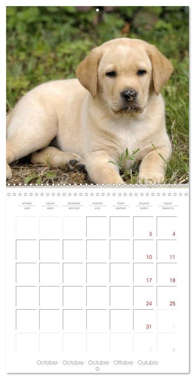 Produktbild: Labrador Retriever Puppies (Wall Calendar 2026 12 &times; 12 Inch) CALVENDO 12 Month Wall Calendar