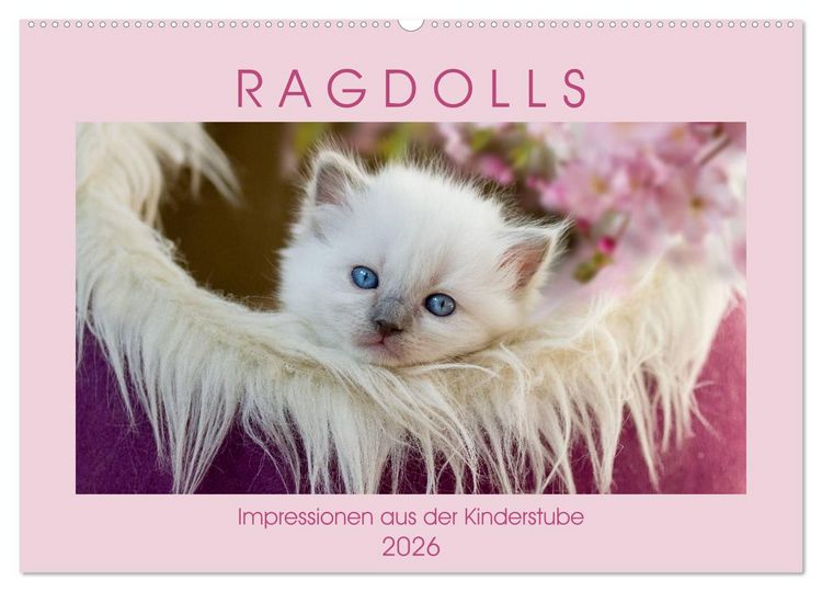 Produktbild: RAGDOLLS Impressionen aus der Kinderstube (Wandkalender 2026 DIN A2 quer), CALVENDO Monatskalender
