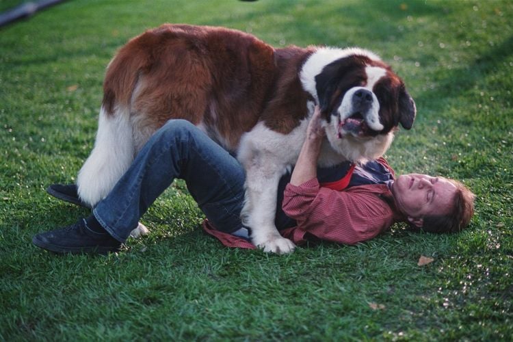 Produktbild: Ein Hund namens Beethoven - Komplettbox [8 DVDs]