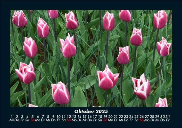 Produktbild: Blumentr&auml;ume 2025 Fotokalender DIN A5